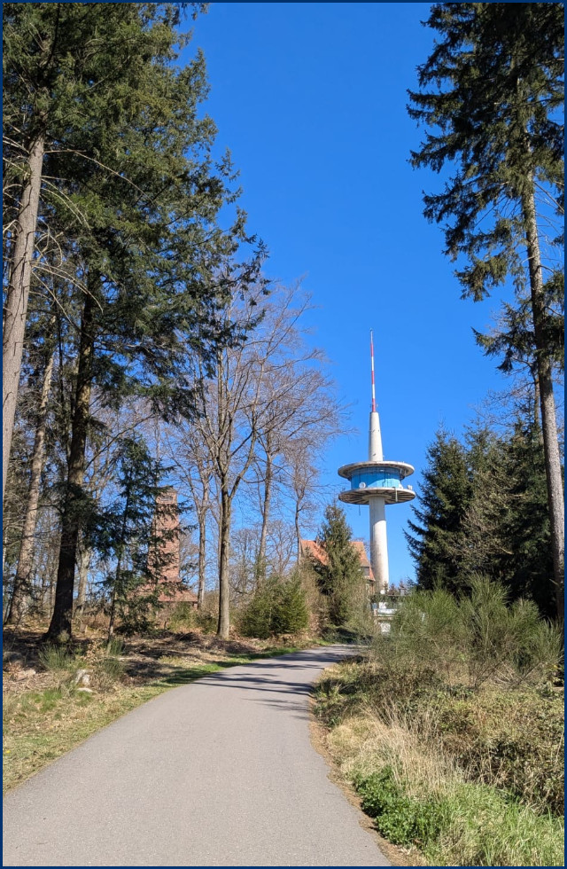 Straße im Wald